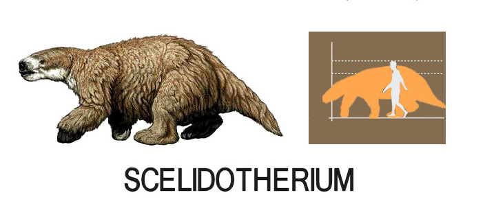 Scelidoterio comparado con un hombre
