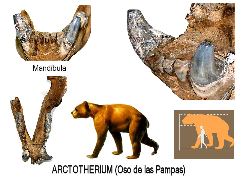 Arctotherium (Oso de las Pampas) Foto de la mandíbula hallada por el Sr. Sergio Martínez de este Oso gigante que habitó nuestra zona hace más de 10.000 años.